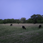 Steers Grazing