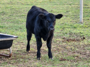 Lucky our Calf