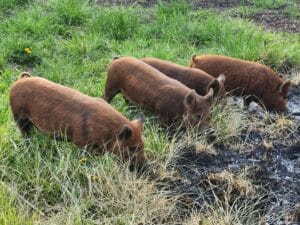 Piggies